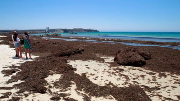 El Ayuntamiento de Tarifa recoge más de 4.000 toneladas de alga invasora en las playas del municipio