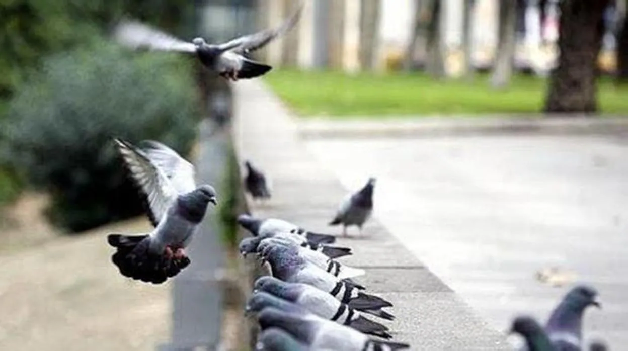 PACMA denuncia ante el Juzgado de Instrucción las capturas de palomas en Cádiz por maltrato animal