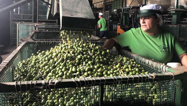 Arahal comienza el verdeo pendiente de los precios de la aceituna y de la lluvia