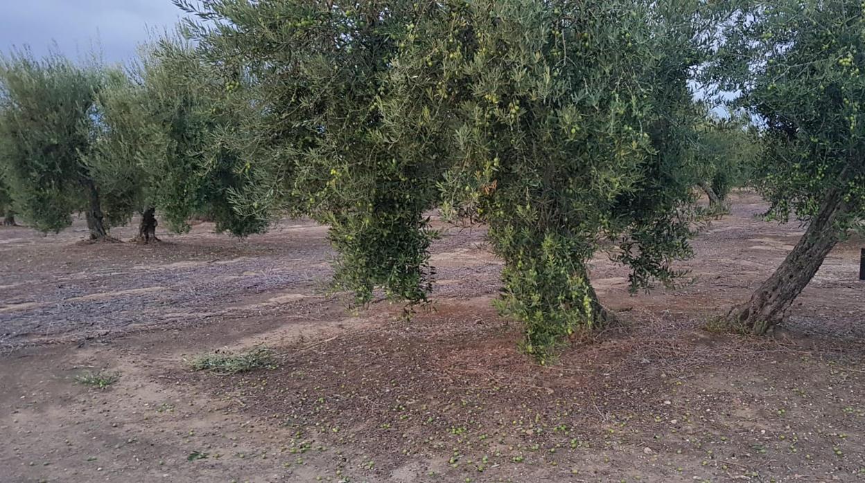 Uno de los olivos de la finca de Paradas donde han robado 900 kilos de aceitunas