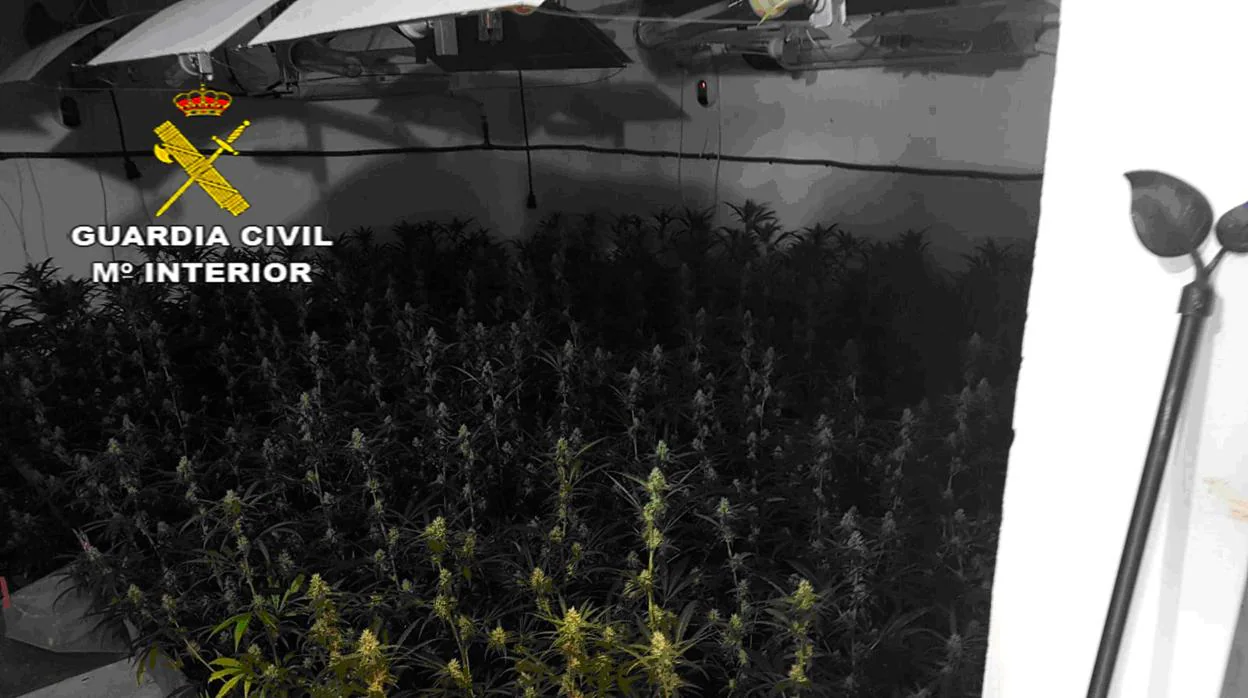 Un vecino de Jerez ha sido detenido en Pilas como responsable de una plantación indoor con 850 plantas de marihuana
