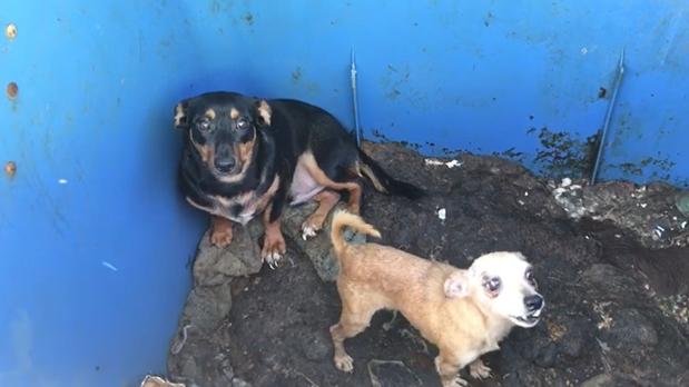 Dos detenidos en La Línea por abandonar a dos perros desnutridos en un contenedor de basura al sol