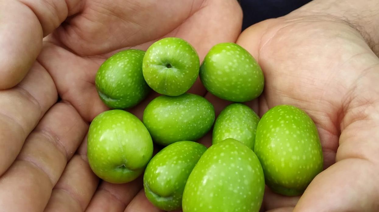 Utrera es uno de los más importantes productores mundiales de aceituna gordal