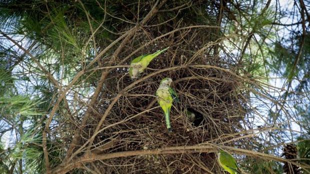 Más de medio millar de cotorras argentinas inundan ya las zonas verdes de Cádiz