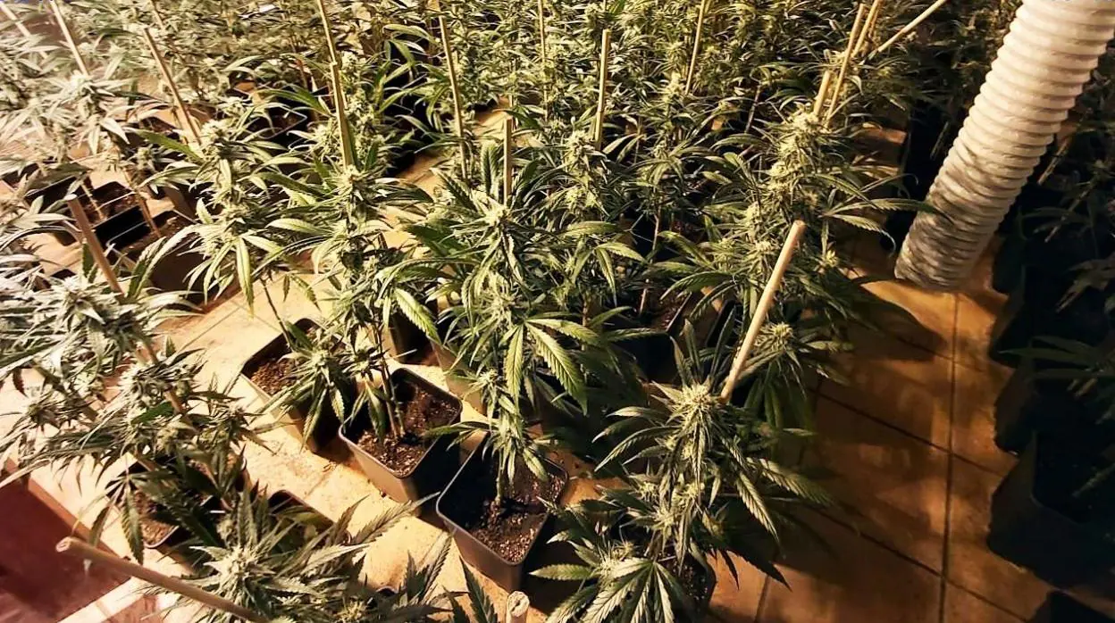 Pillado con 259 plantas de marihuana en el interior de una vivienda en Jerez