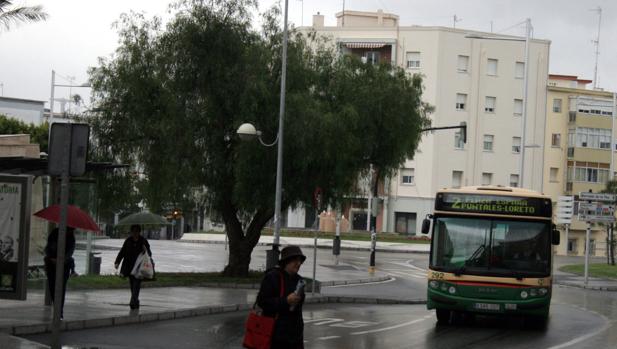 Casi 3.000 árboles de Cádiz pasarán por el 'barbero'