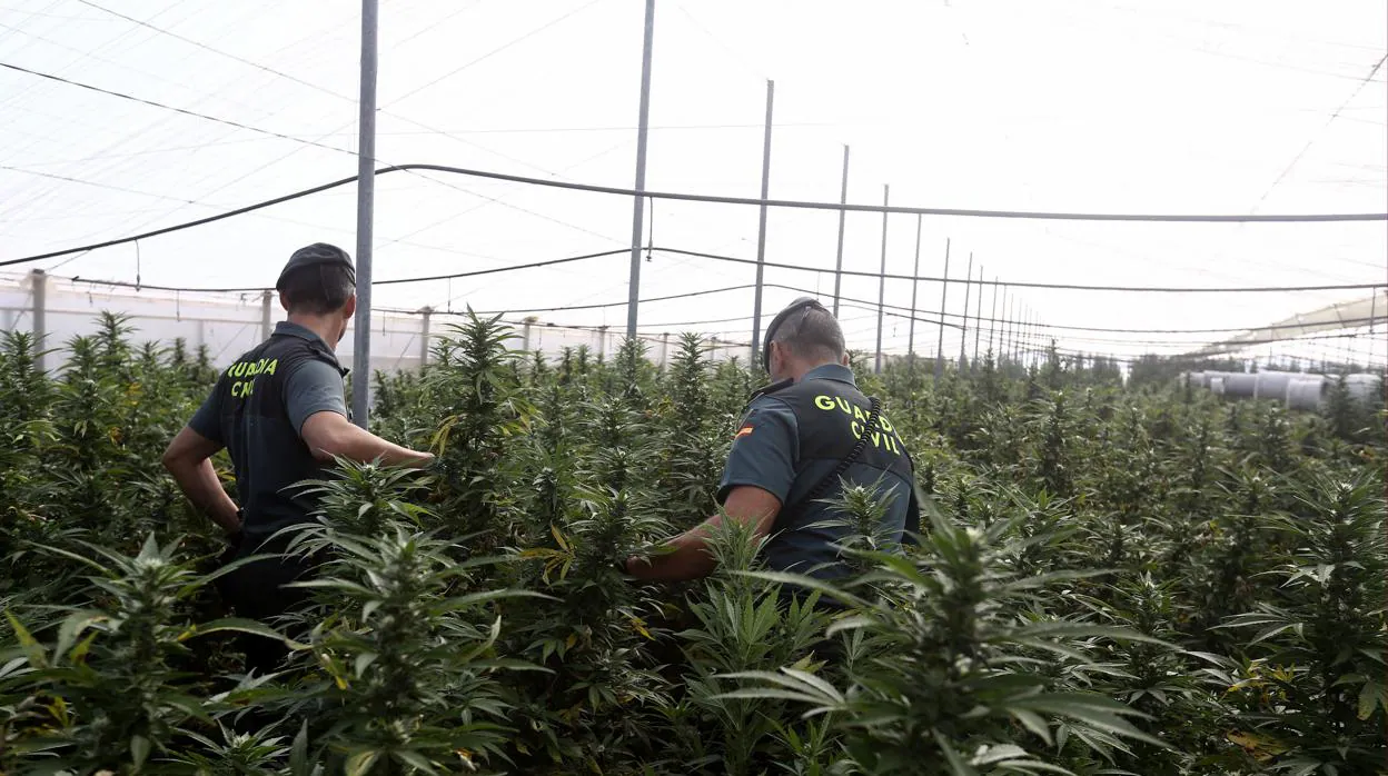 La proliferación de este tipo de cultivos de cannabis se están extendiendo a lo largo y ancho de la provincia.