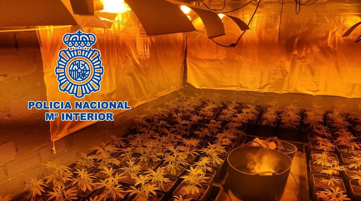 Desmantelado en La Línea el cultivo de más de 200 plantas de marihuana