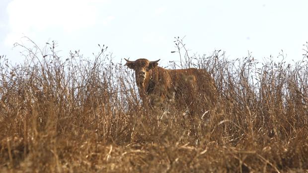 Cádiz, líder en explotaciones y en la cabaña de vacuno de carne ecológica