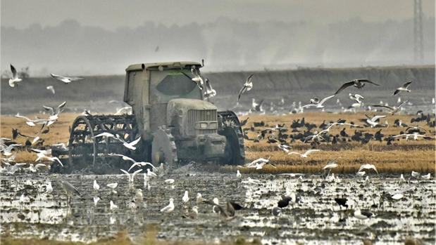 El fangueo de las tablas de arroz a través de un objetivo