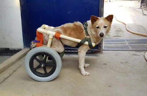 Esta perra llevaban años inválida y le han preparado un carrito para que pueda andar