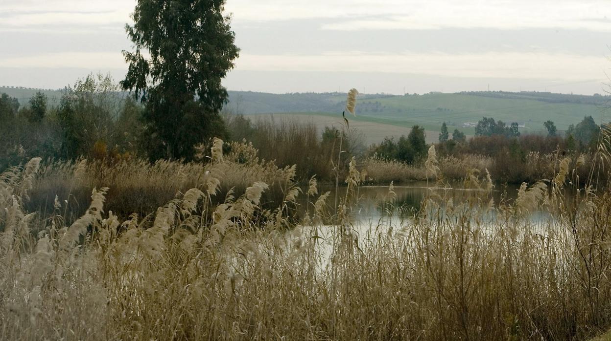 Corredor Verde del Guadiamar