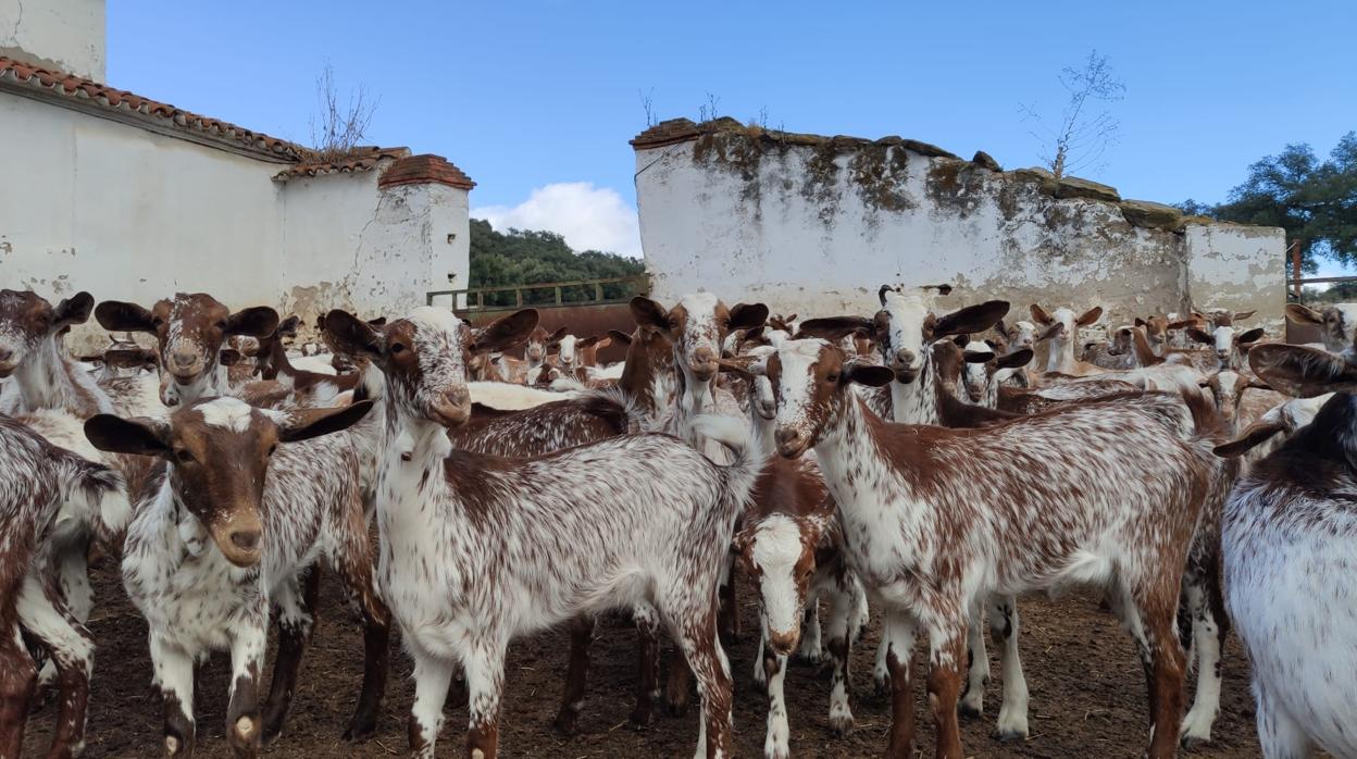 Ganado caprino en Sierra Morena.