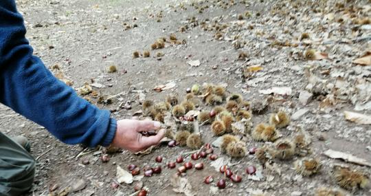 Castañas en los erizos antes de su recolección en Sierra Morena de Sevilla