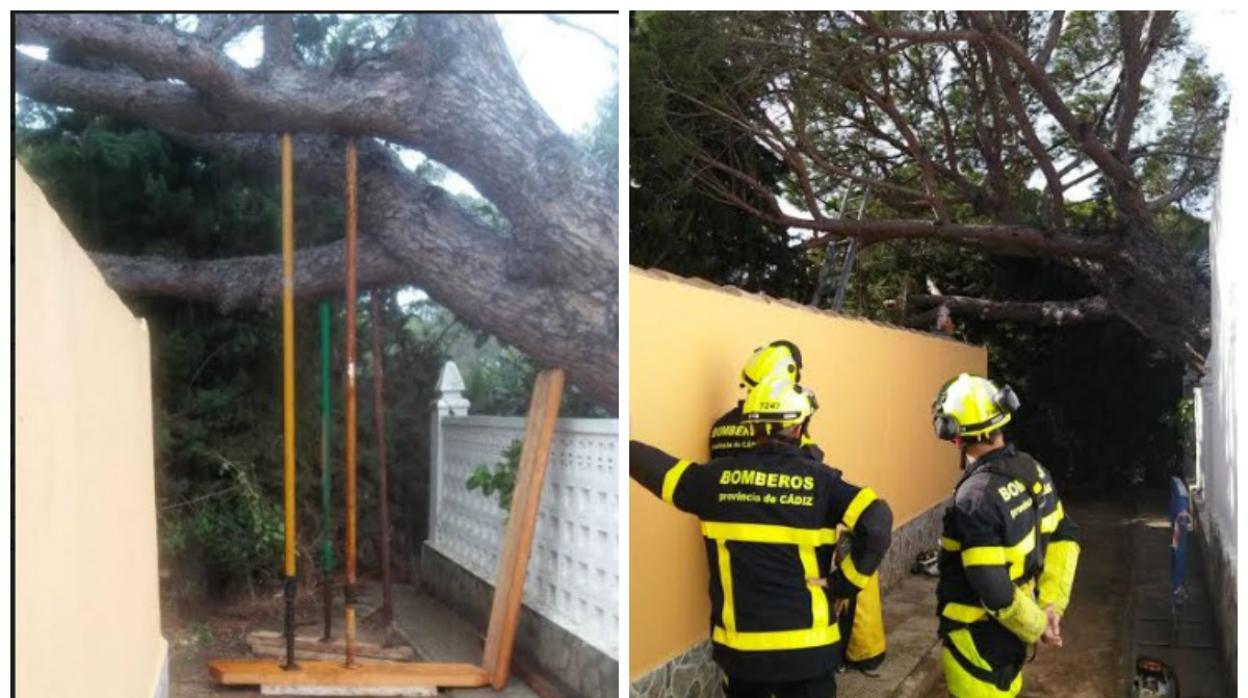 Los bomberos evitan el desplome de un enorme pino en Chiclana