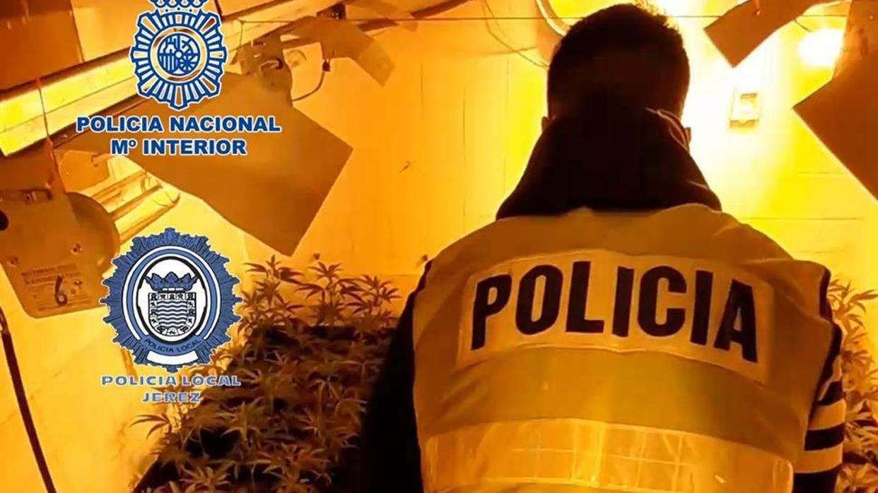 Dos detenidos en Jerez tras desmantelar un cultivo de 219 plantas de marihuana en una vivienda ocupada