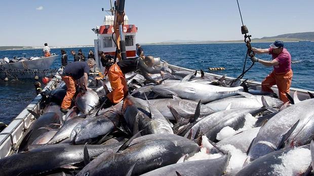 El alga invasora amenaza la temporada de las almadrabas gaditanas