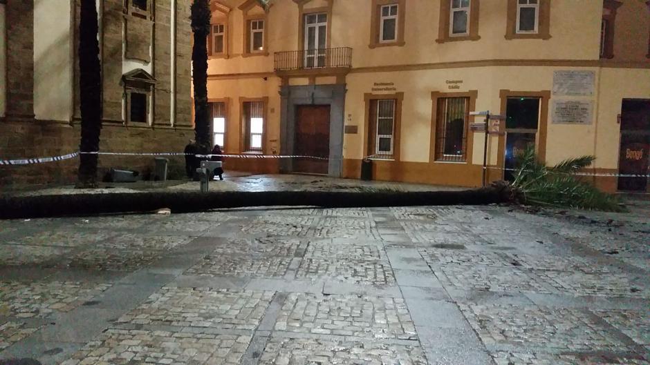 El tiempo en Cádiz: Elsa tira la palmera inclinada de la Plaza de la Catedral en Cádiz