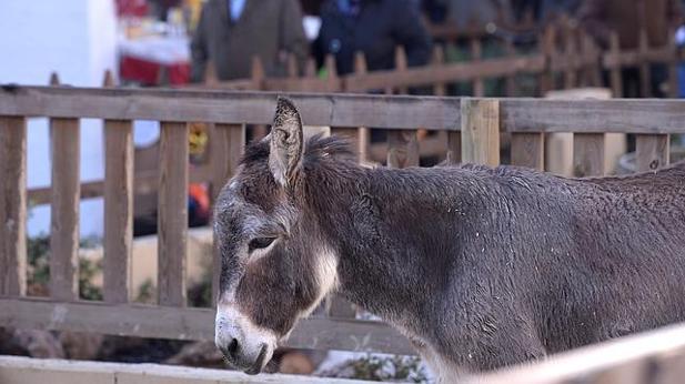 PACMA denuncia la situación precaria de varios animales en el belén viviente de El Puerto