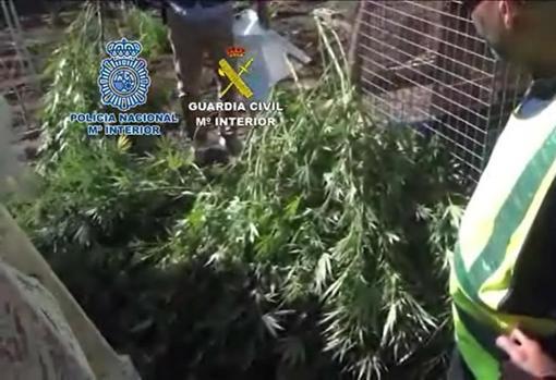 Plantas de marihuana creciendo en el interior de uno de los patios registrados