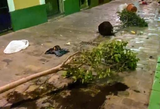 Detenido tras causar destrozos en el Pópulo en Nochevieja y después orinar en la puerta de Comisaría