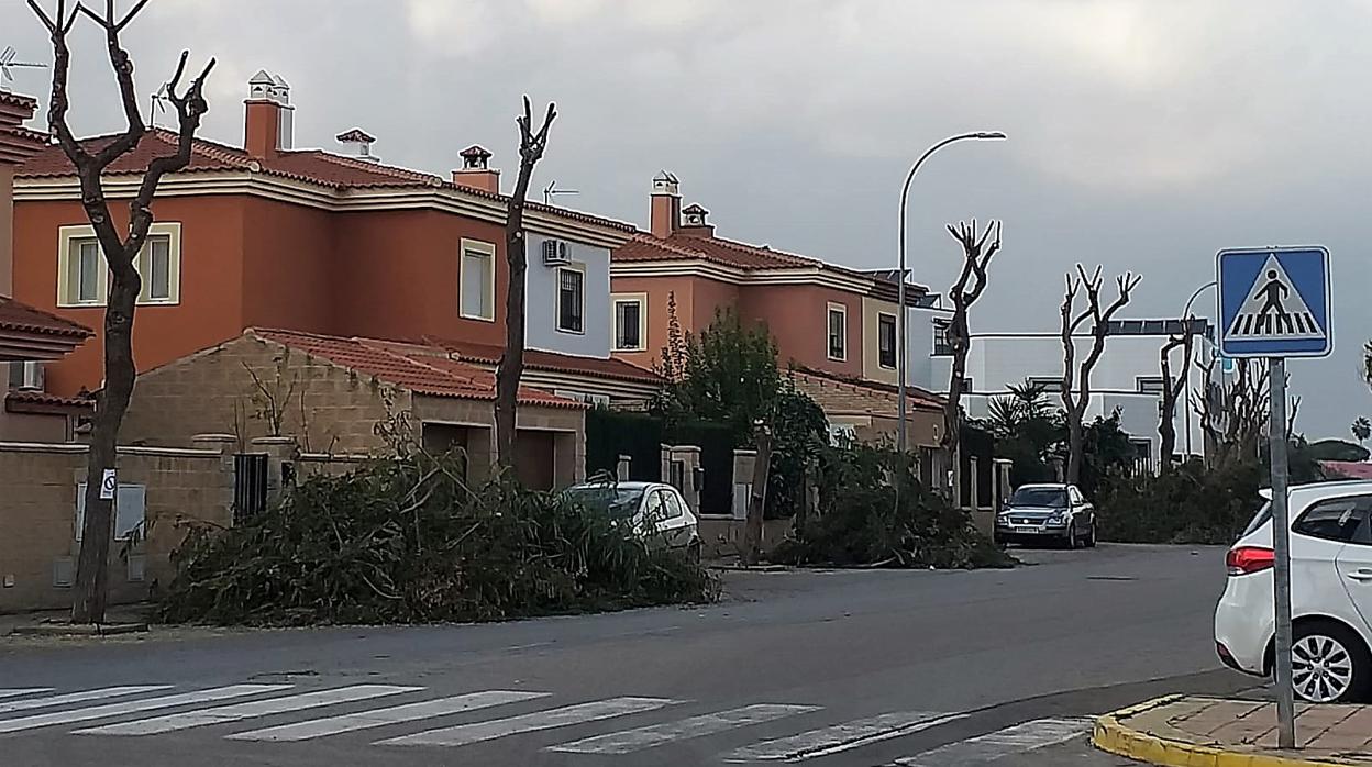 AMJA pide el cese de las podas agresivas que mutilan el arbolado