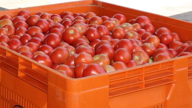 Los Palacios bate en 2019 su récord histórico de producción de tomate con 13 millones de kilos