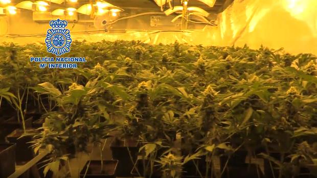 Descubren más de 700 plantas de marihuana en una nave en Alcalá de Guadaíra