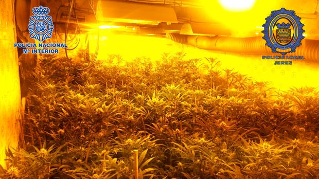 La Policía aprehende más de 1.000 plantas de marihuana en dos viviendas de Jerez