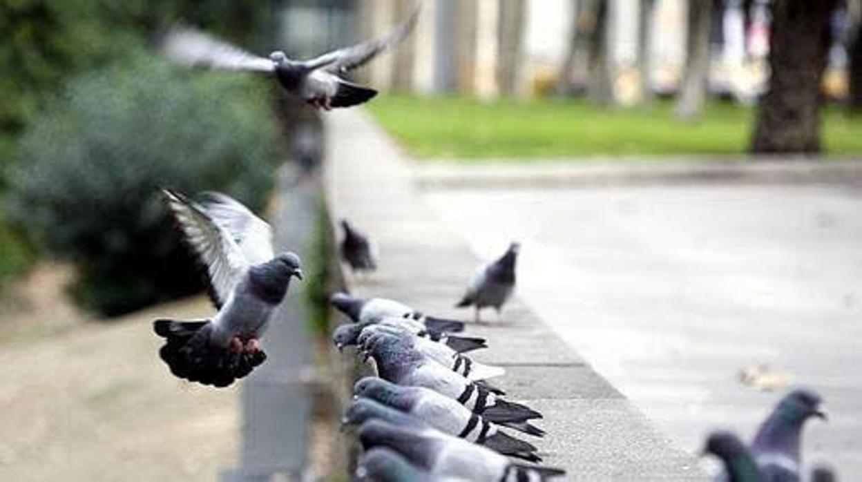 Convocan una concentración contra la caza de palomas frente al Ayuntamiento de Cádiz