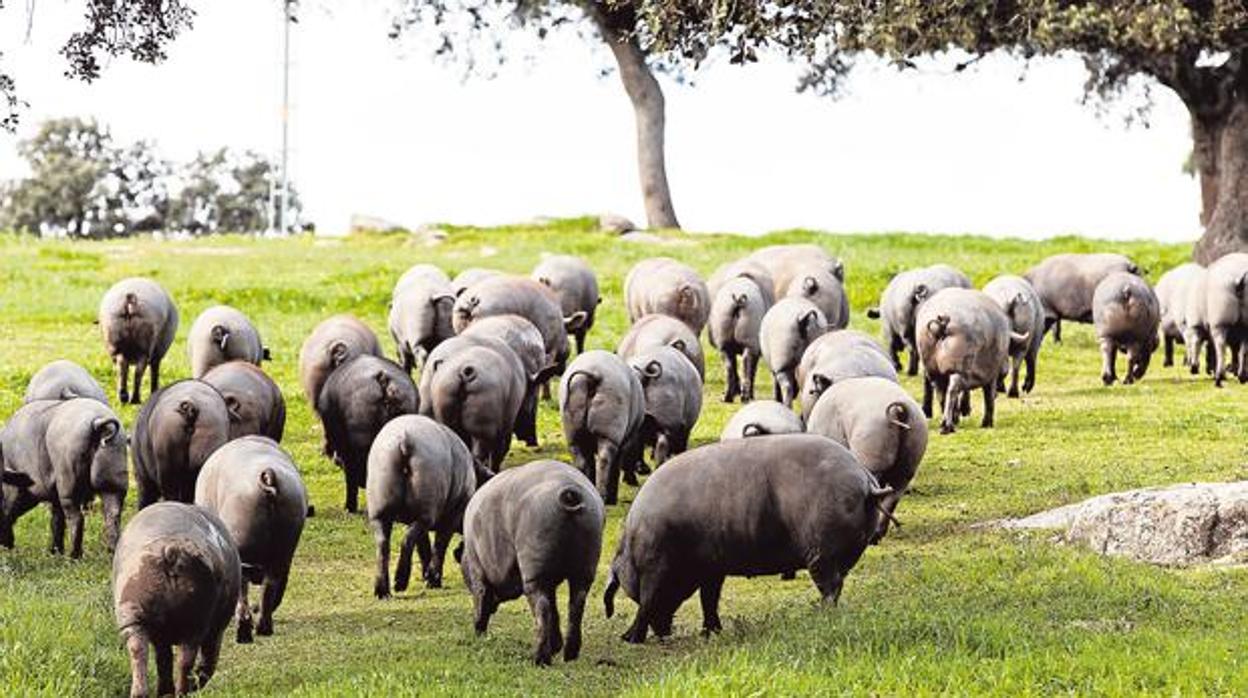 Cerdos ibéricos en la dehesa.