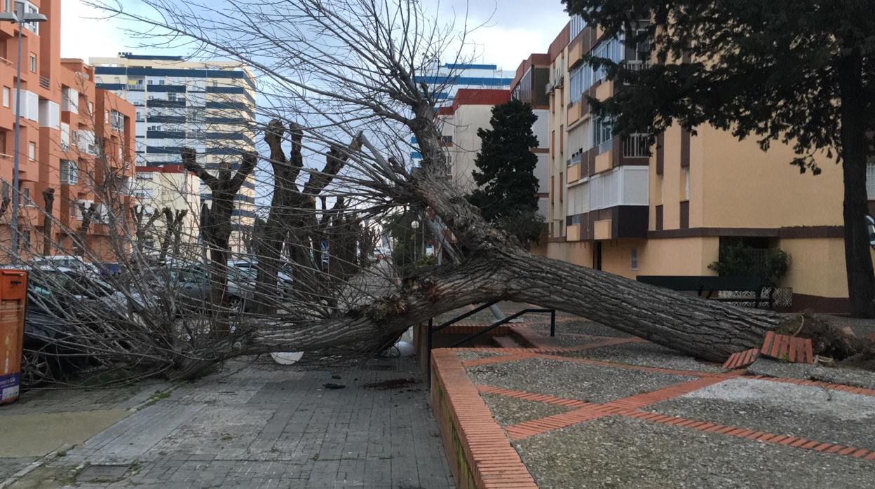 Árbol caído este miércoles en la calle Rafael Picardo O´leary