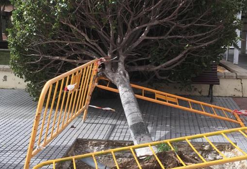 Ficus caído en el paseo Príncipe de Asturias, en Astilleros.