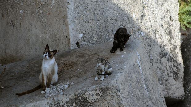 Los cuidadores de colonias exigen que se les permita alimentar a los gatos durante el Estado de Alarma