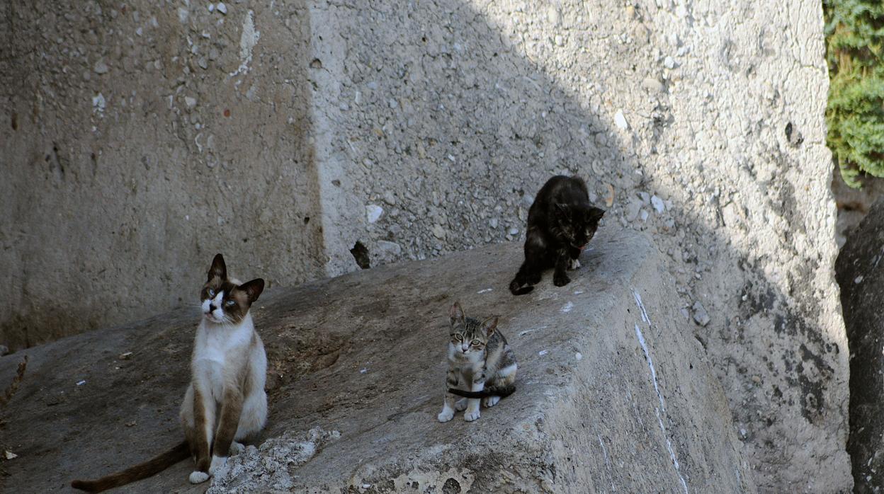 Colonias de gatos en el Campo del Sur.