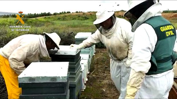 Detenido por montar explotaciones apícolas con colmenas robadas en la provincia de Sevilla