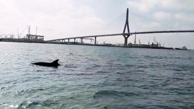 ¿Por qué se acercan los delfines a la costa gaditana?