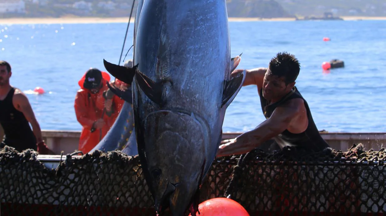 Imagen de la última campaña de pesca de atún rojo en Cádiz