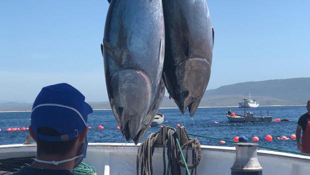 Los atunes vuelven a las almadrabas de Zahara y Barbate