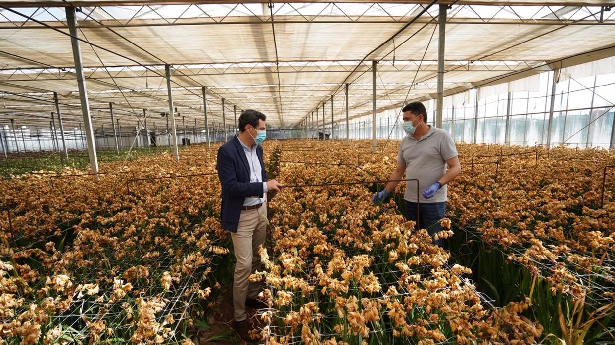 Juanma Moreno visitando a los profesionales de la flor cortada de Chipiona.