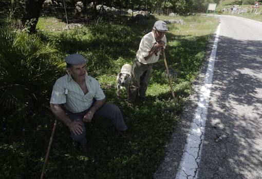 Juan vigila a su rebaño de cabras payoyas desde la orilla de la carretera.