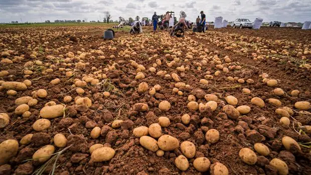 La Rinconada inicia la temporada de la patata nueva liderando la superficie de cultivo en la provincia