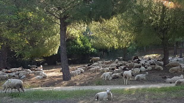 Un rebaño de ovejas «limpia» el parque de Porzuna de Mairena del Aljarafe durante el confinamiento