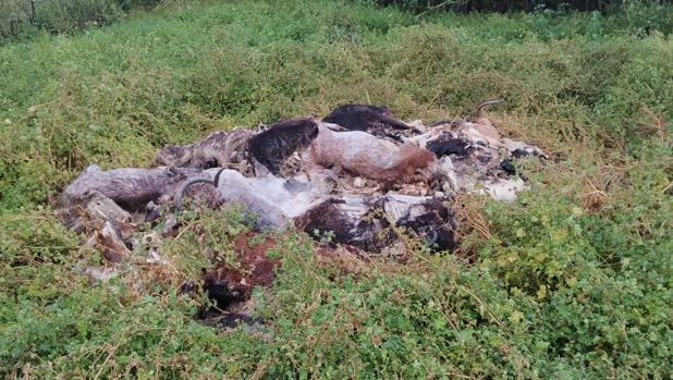 La Guardia Civil encuentra treinta cabras muertas en la macroplantación de marihuana de Jerez