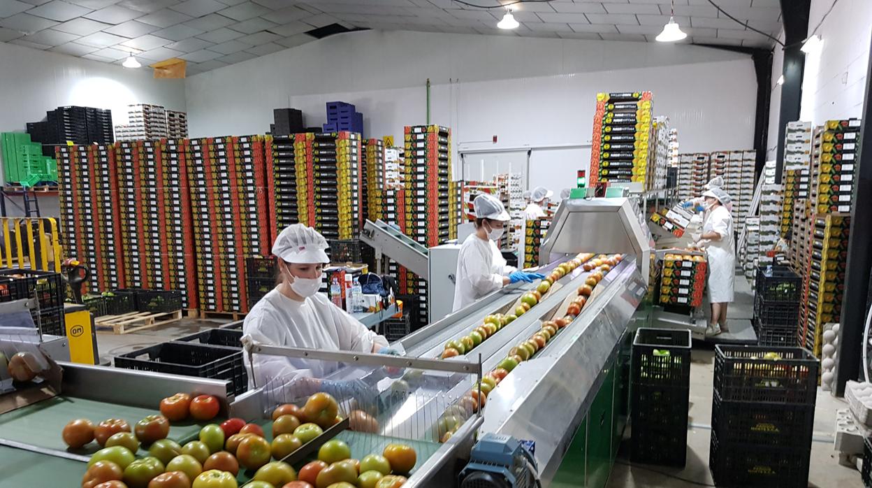 La campaña del tomate de Los Palacios se encuentra a pleno rendimiento