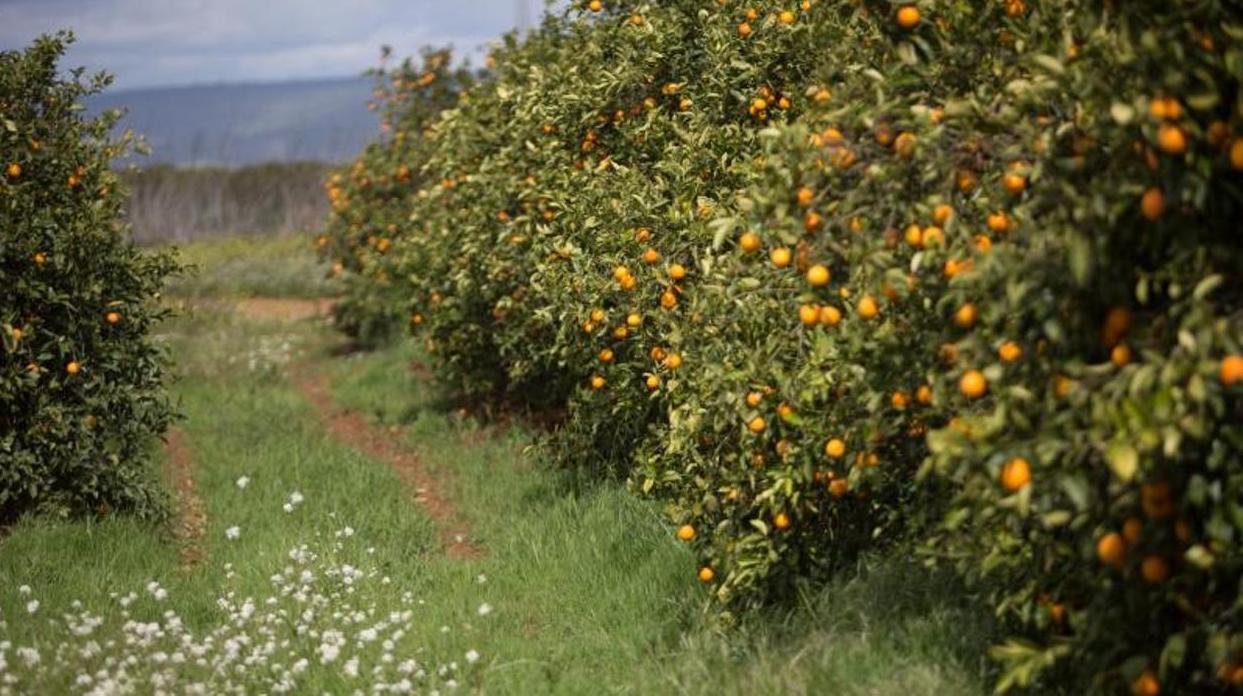 Varios municipios del Campo de Gibraltar son famosos por su producción de naranjas.