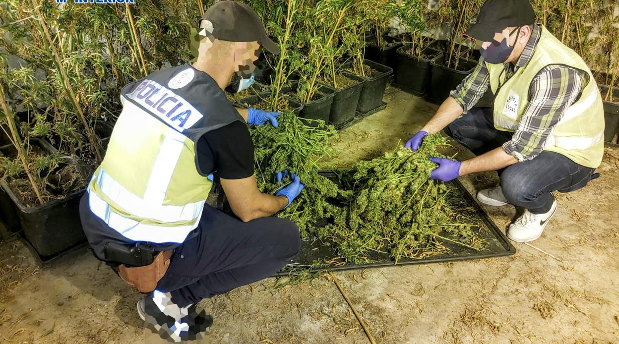 La Policía desmantela dos plantaciones interiores de marihuana en Jerez