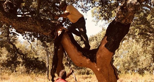 Dos trabajadores durante la extracción del corcho de un alcornoque en la Sierra Morena de Sevilla