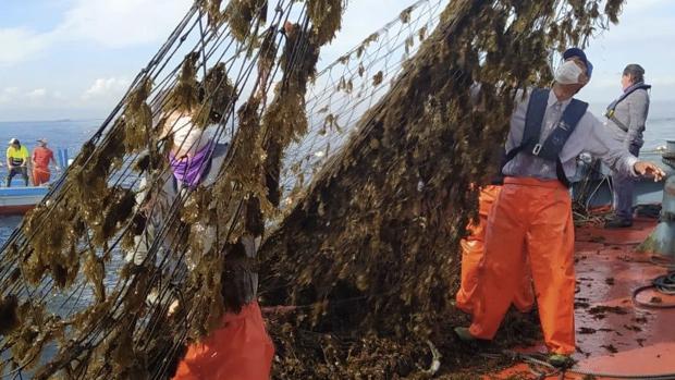 VÍDEO: Así ataca el alga asiática a las almadrabas de Cádiz
