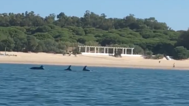 Vídeo: Delfines en una playa de El Puerto